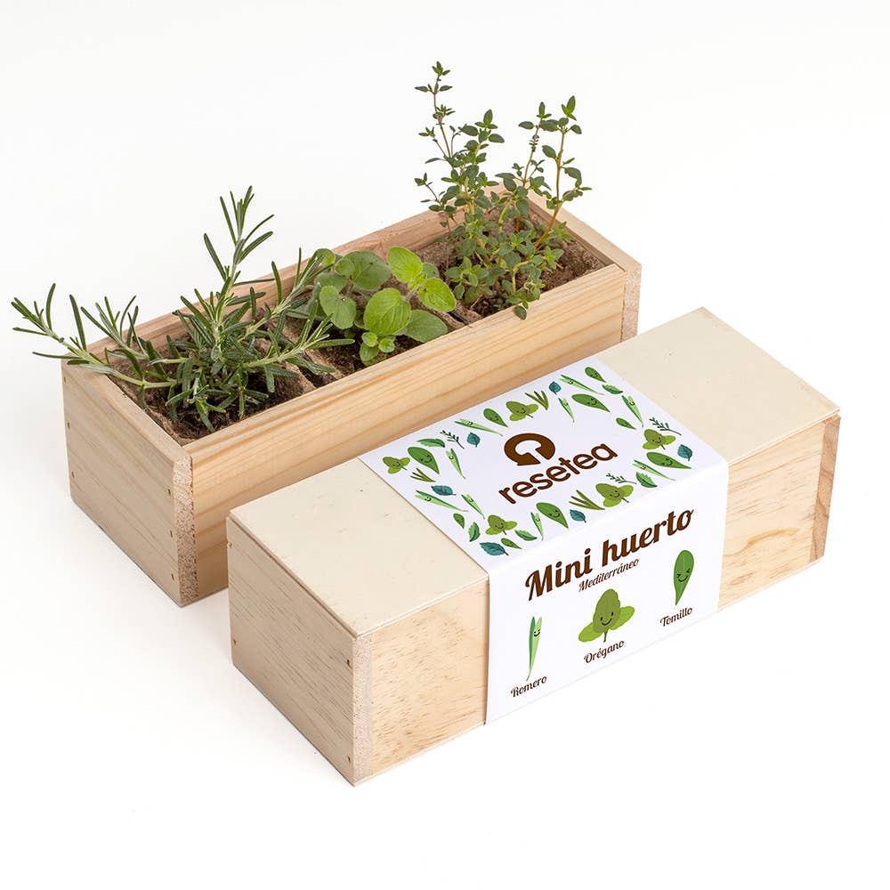 Mini Mediterranean Garden🌿