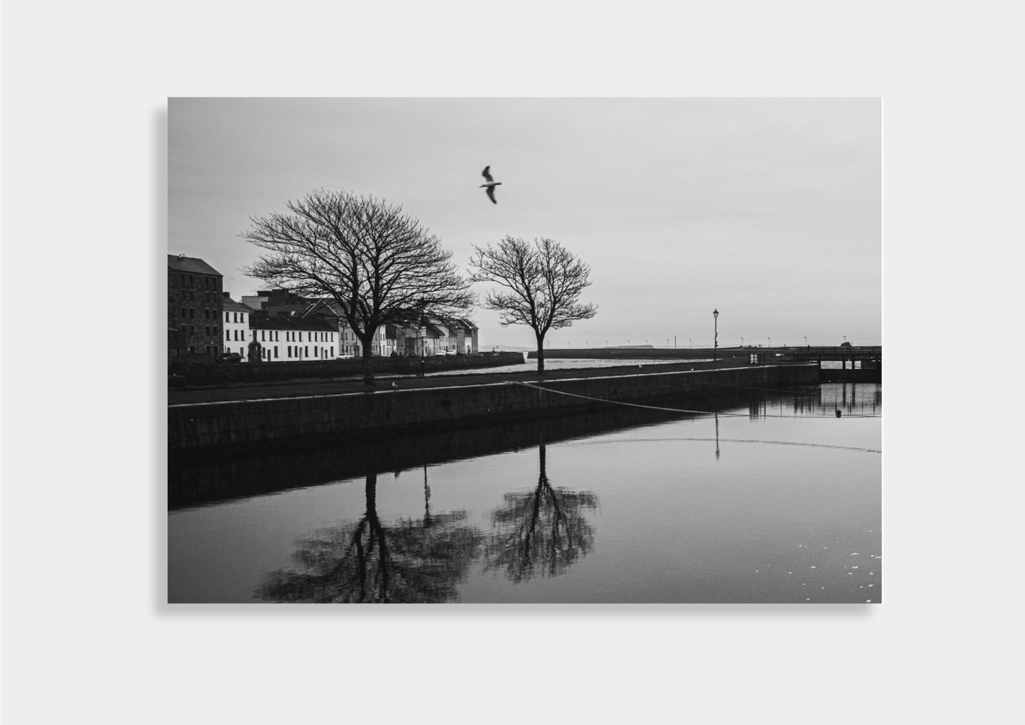 Brigid Vinnell - Claddagh Bird