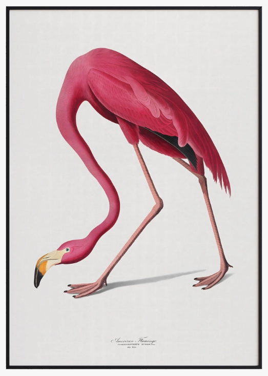 John Audubon - Pink Flamingo