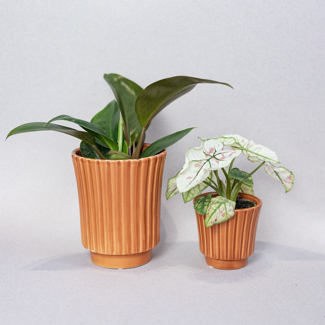 Retro Jar Plant Pot - Kolibri - Medium 9cm