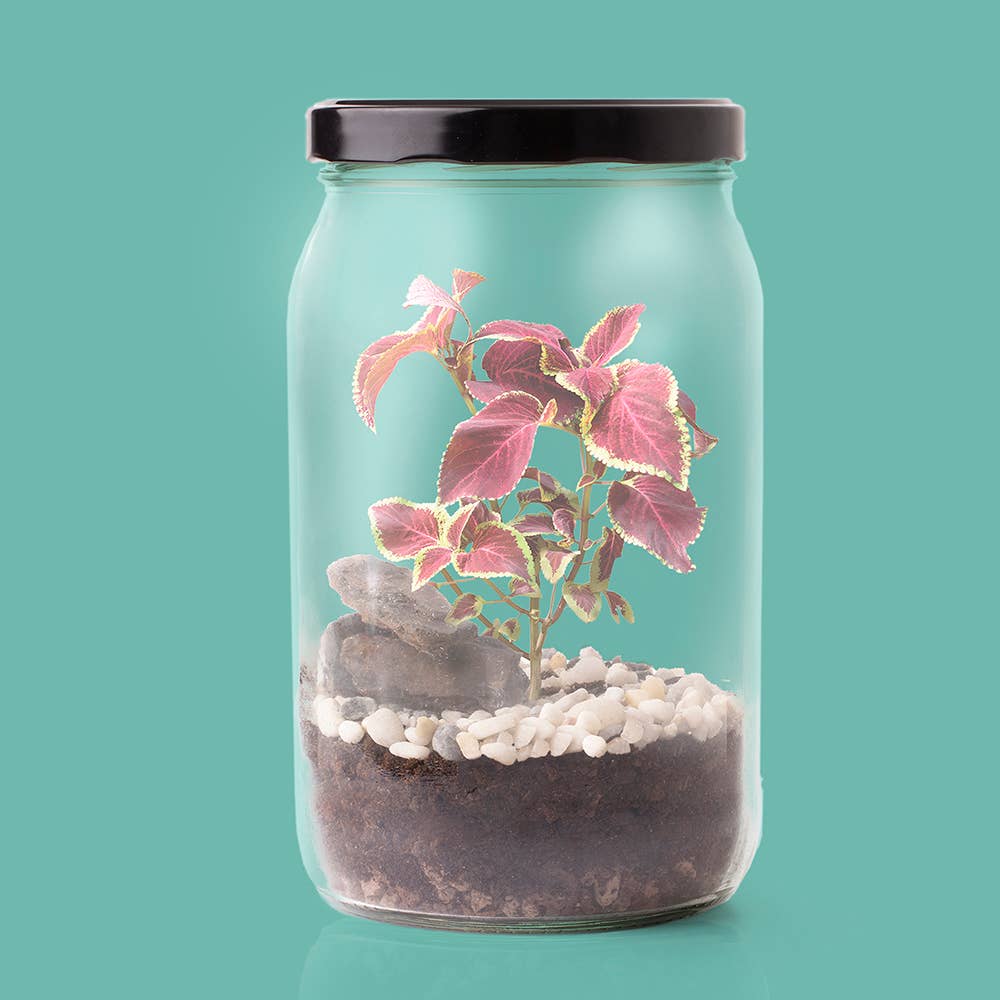 Terrarium Kit