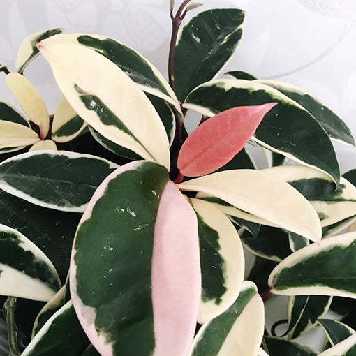 Hoya Krimson Queen