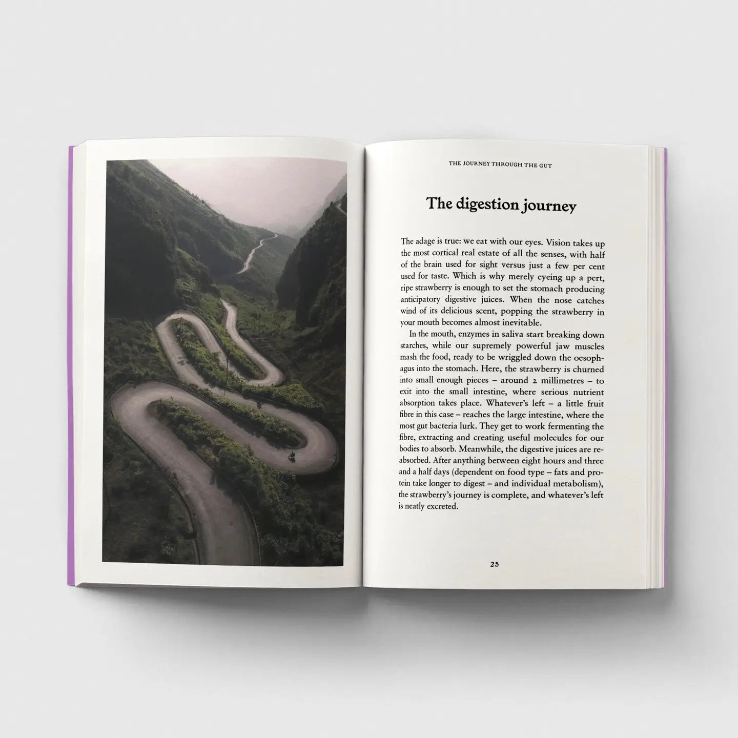 The Gut, A Pocket Primer