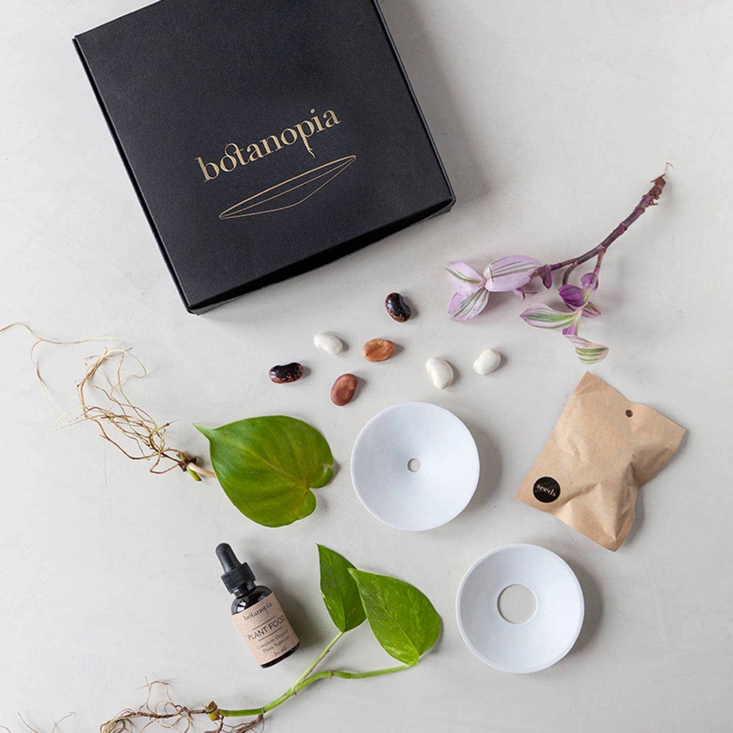 Deluxe Gift Box – Germination & Propagation in water