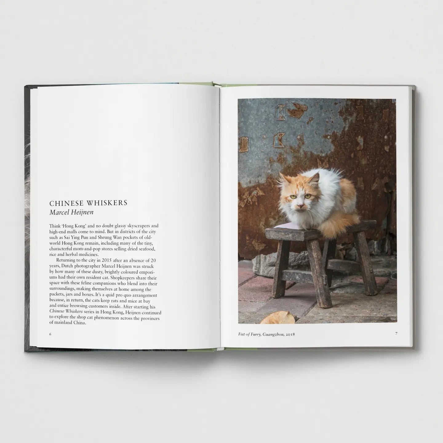 Cat. Contemporary Feline Photography Hardback Book