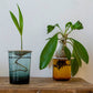 Deluxe Gift Box – Germination & Propagation in water