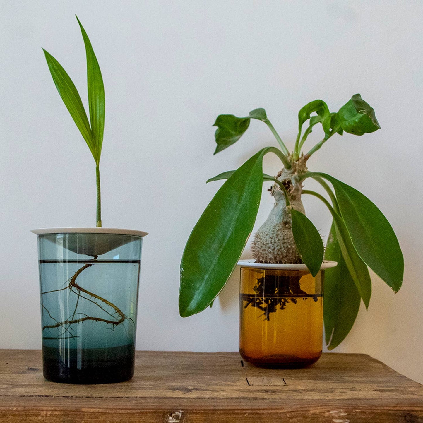 Deluxe Gift Box – Germination & Propagation in water