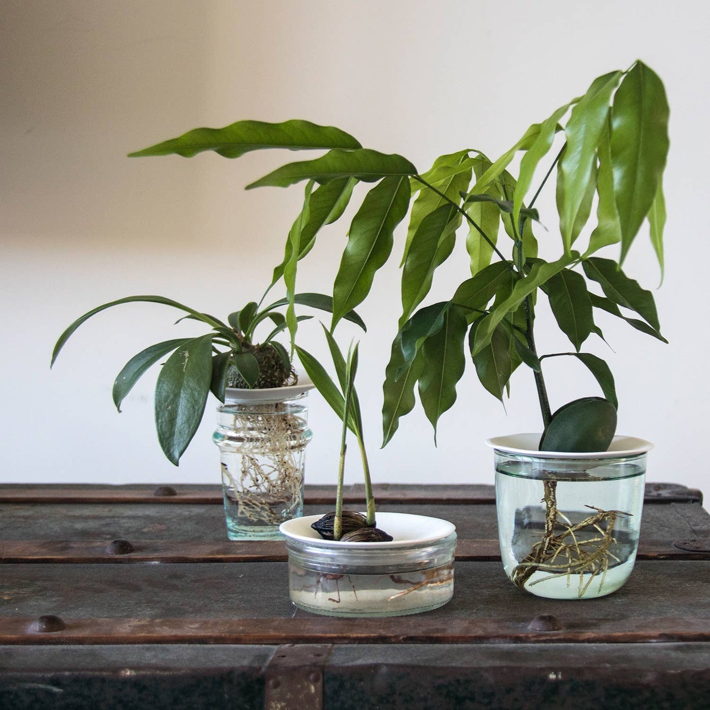 Deluxe Gift Box – Germination & Propagation in water