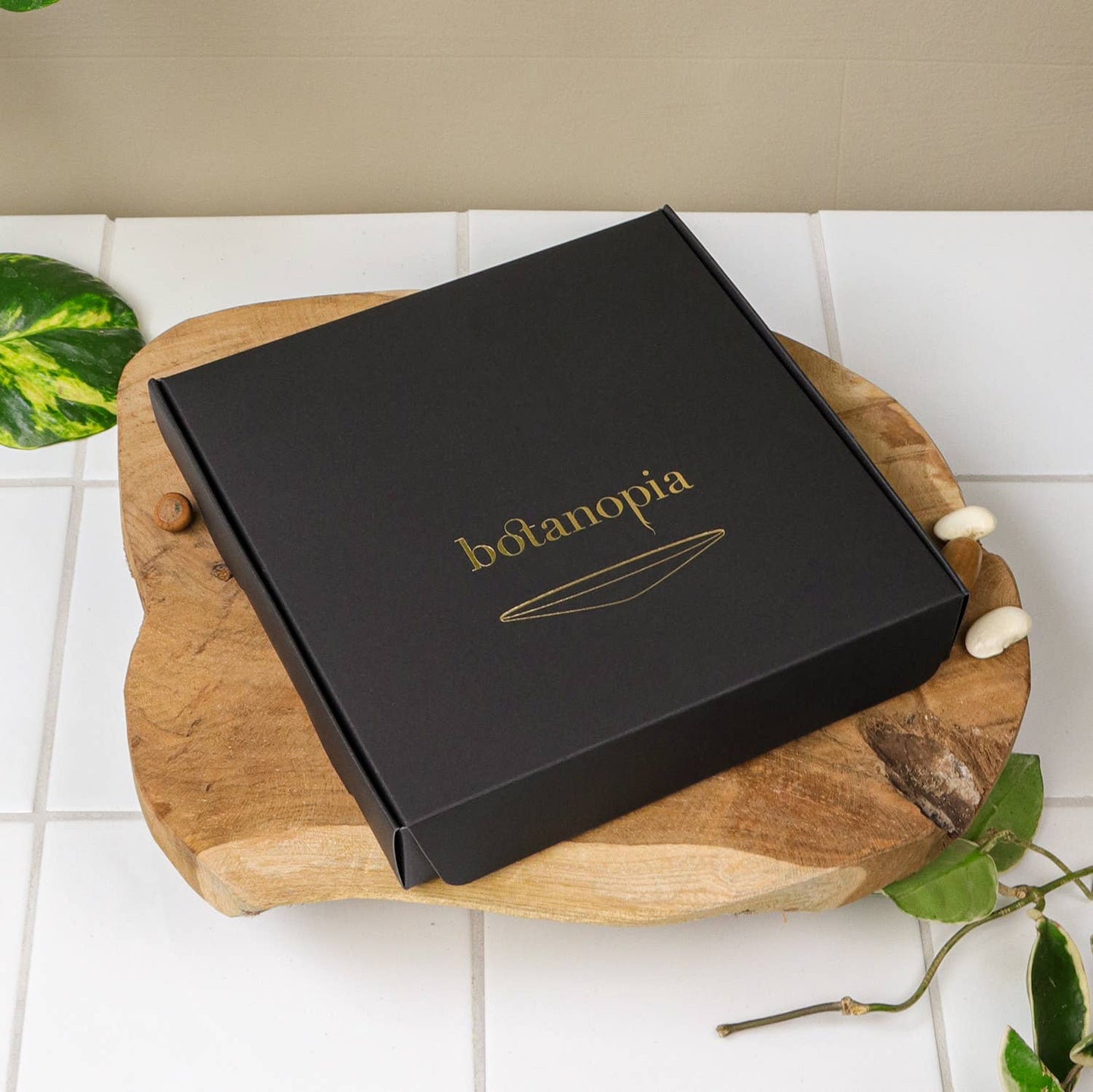 Deluxe Gift Box – Germination & Propagation in water