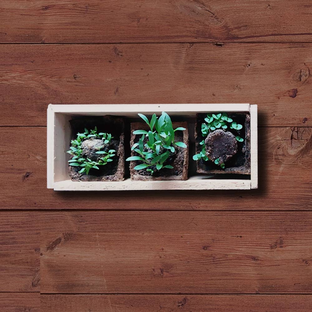 Mini Herb Garden🌿