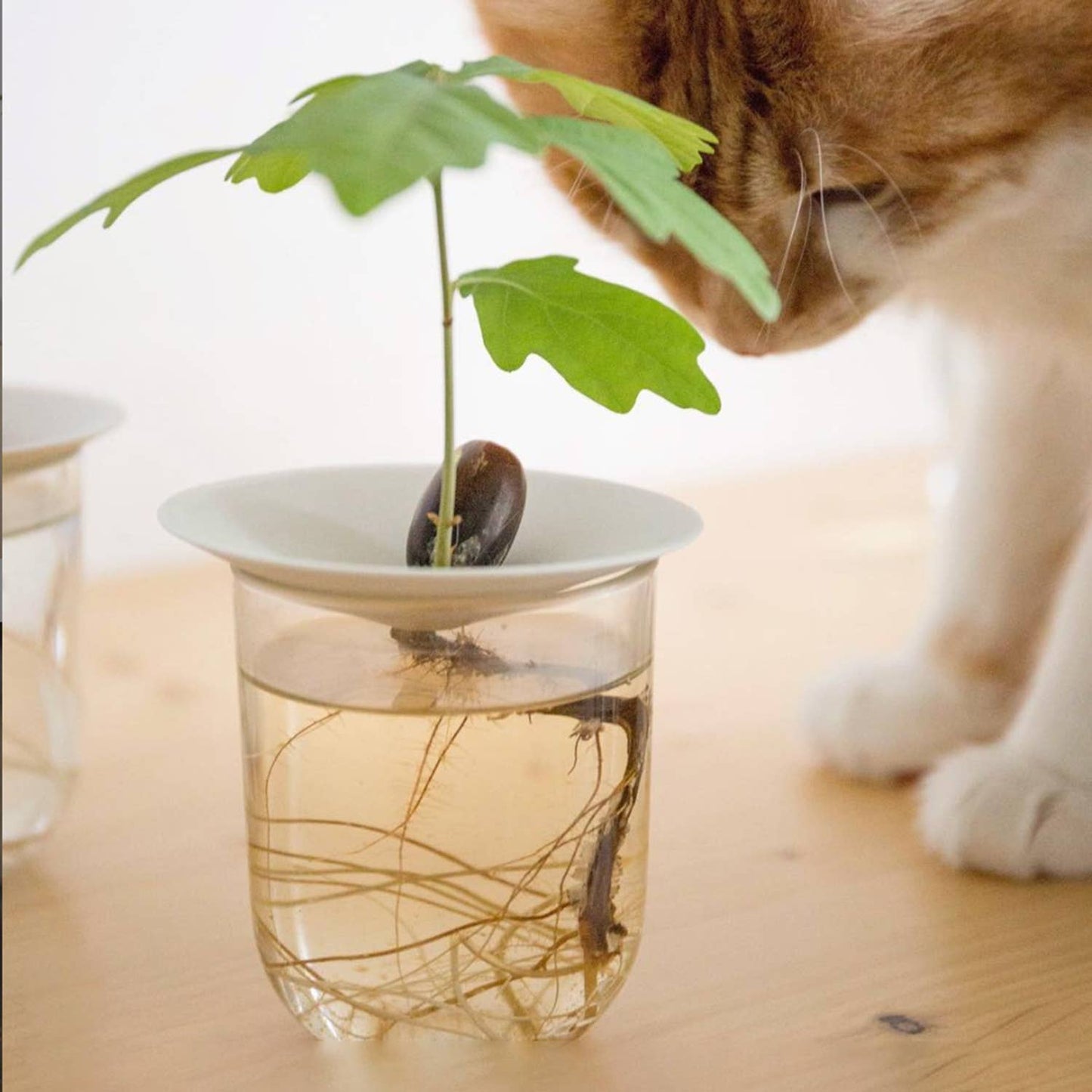 Deluxe Gift Box – Germination & Propagation in water