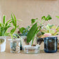 Deluxe Gift Box – Germination & Propagation in water