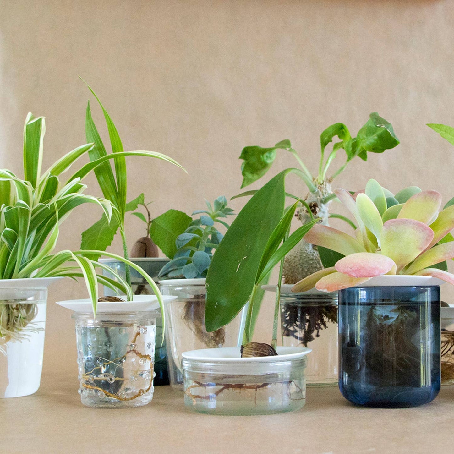 Deluxe Gift Box – Germination & Propagation in water