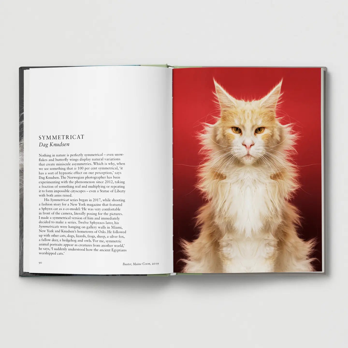 Cat. Contemporary Feline Photography Hardback Book