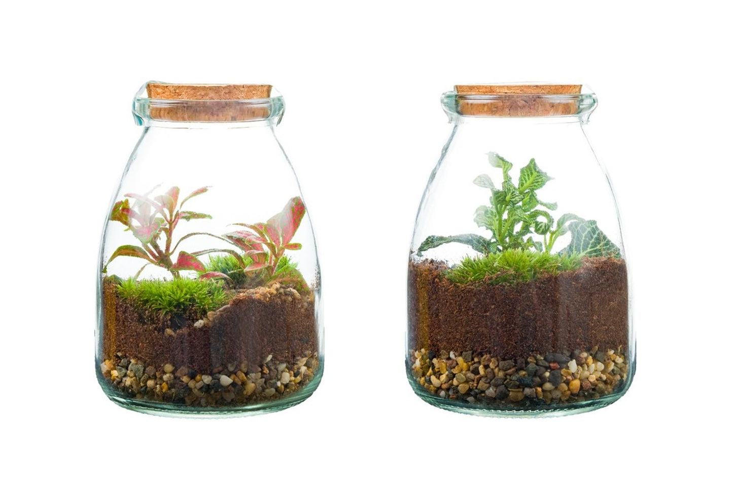 Arrangement Terrarium - Small