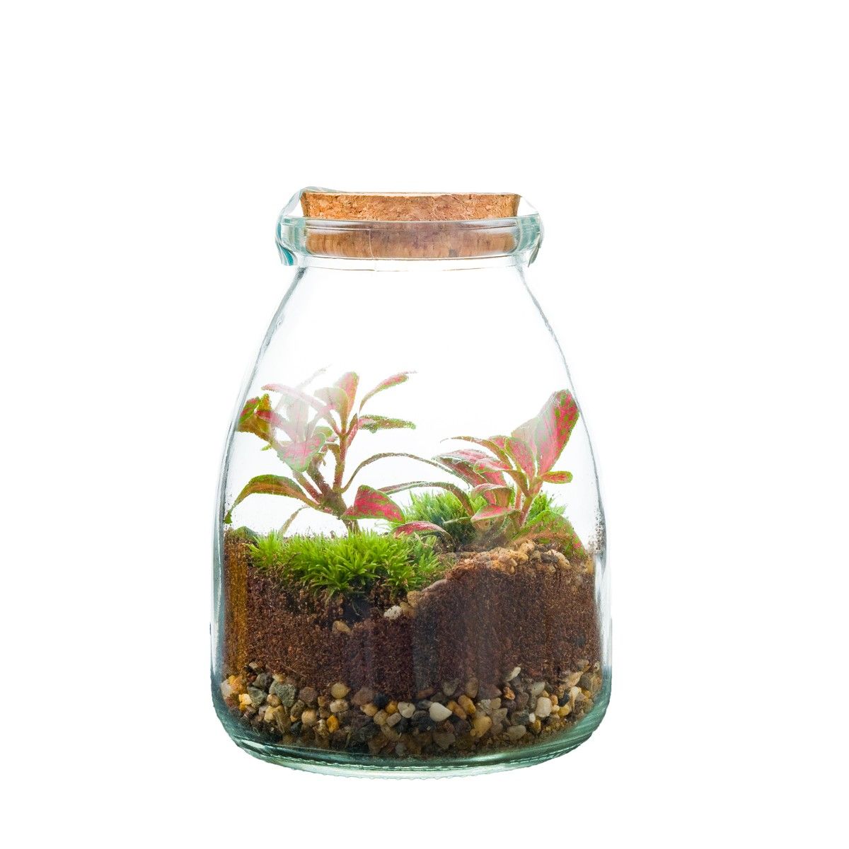 Arrangement Terrarium - Small