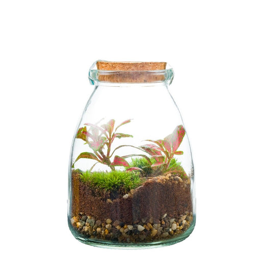 Arrangement Terrarium - Small