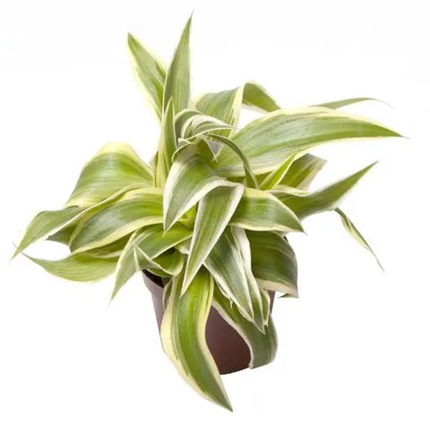 Plant - 1 (Blue)
