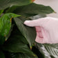 Houseplant Duster Gloves