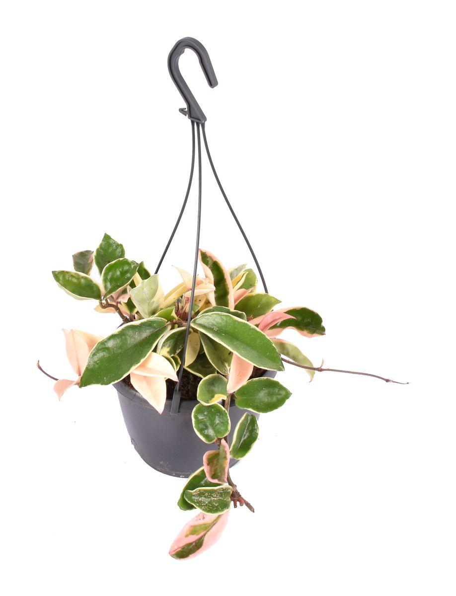 Plant - Hoya mix