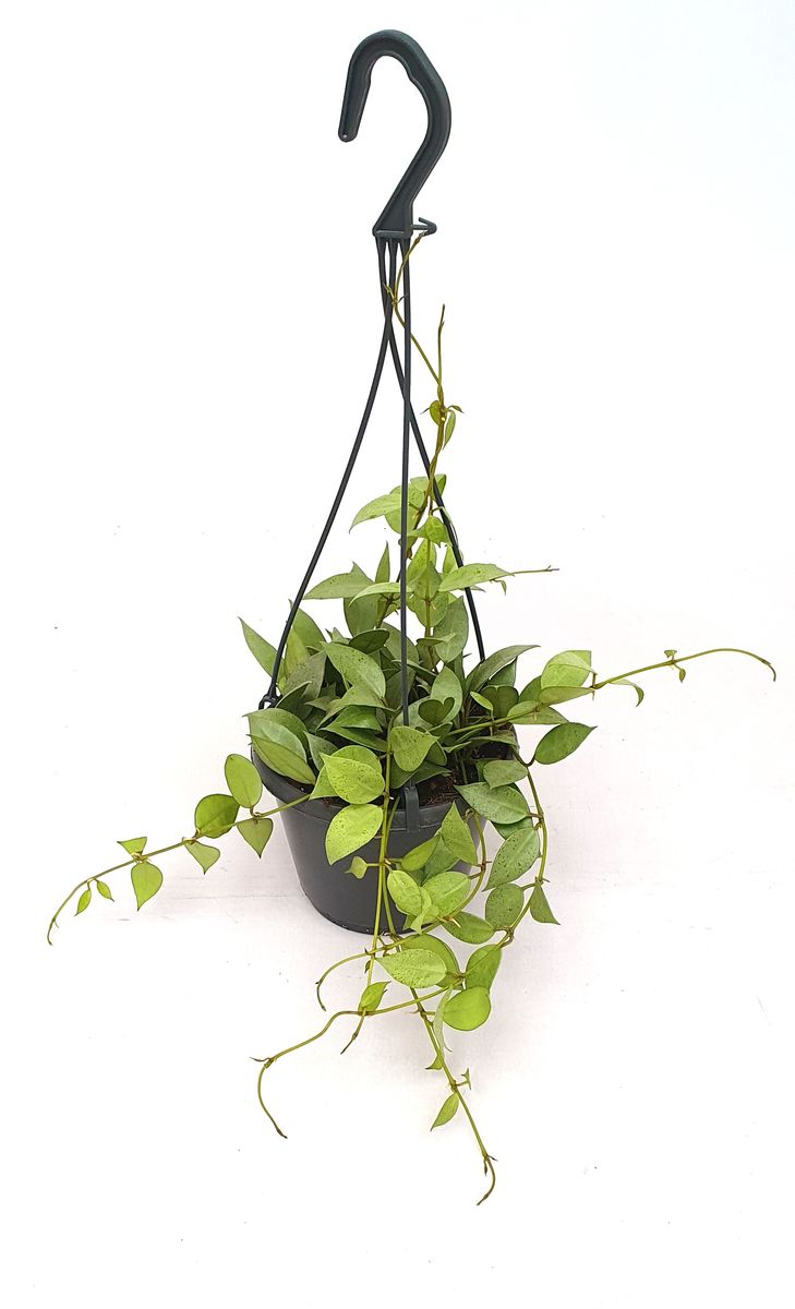 Hanging Plants