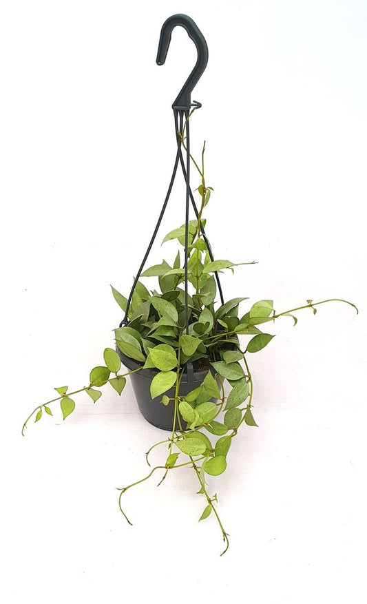 Hanging Plants