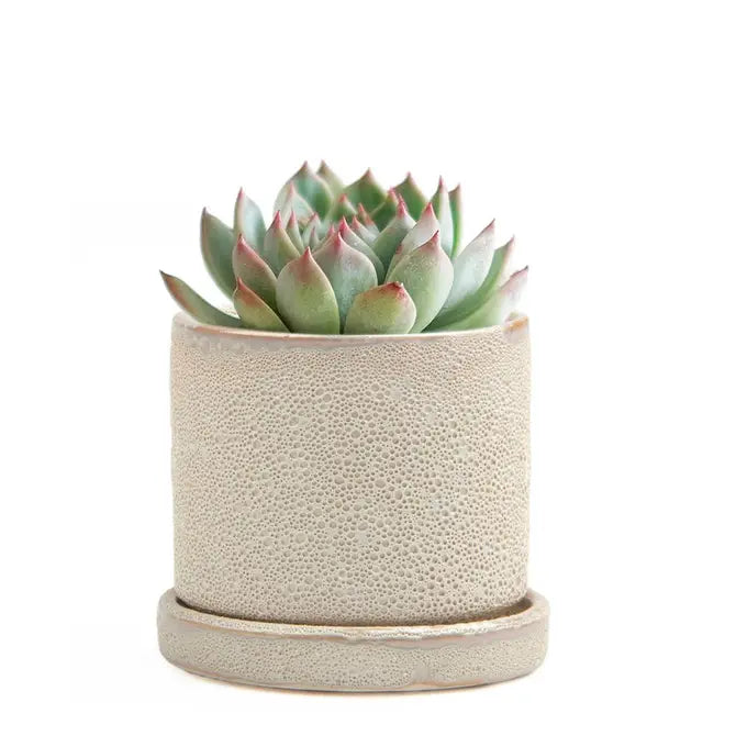 Minute - Glazed Modern Ceramic Pot with Saucer