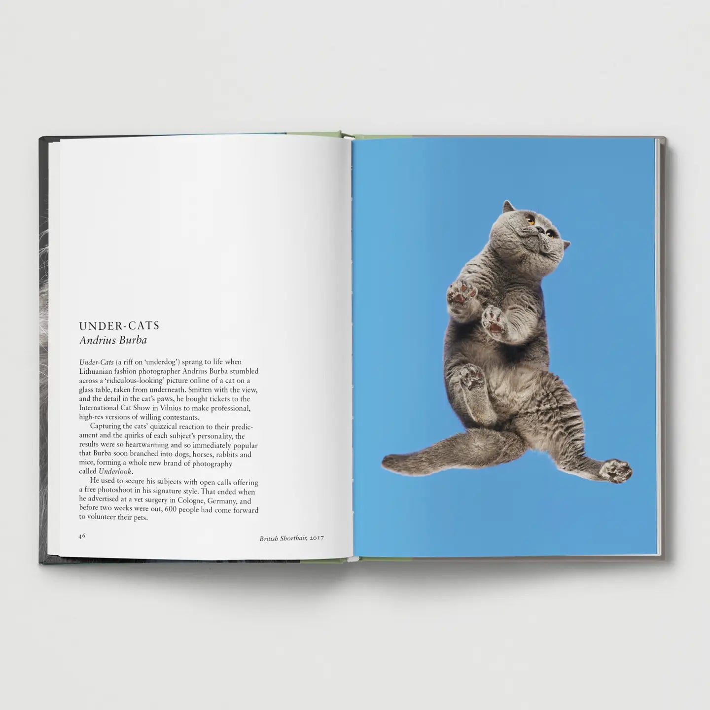 Cat. Contemporary Feline Photography Hardback Book
