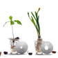 Deluxe Gift Box – Germination & Propagation in water