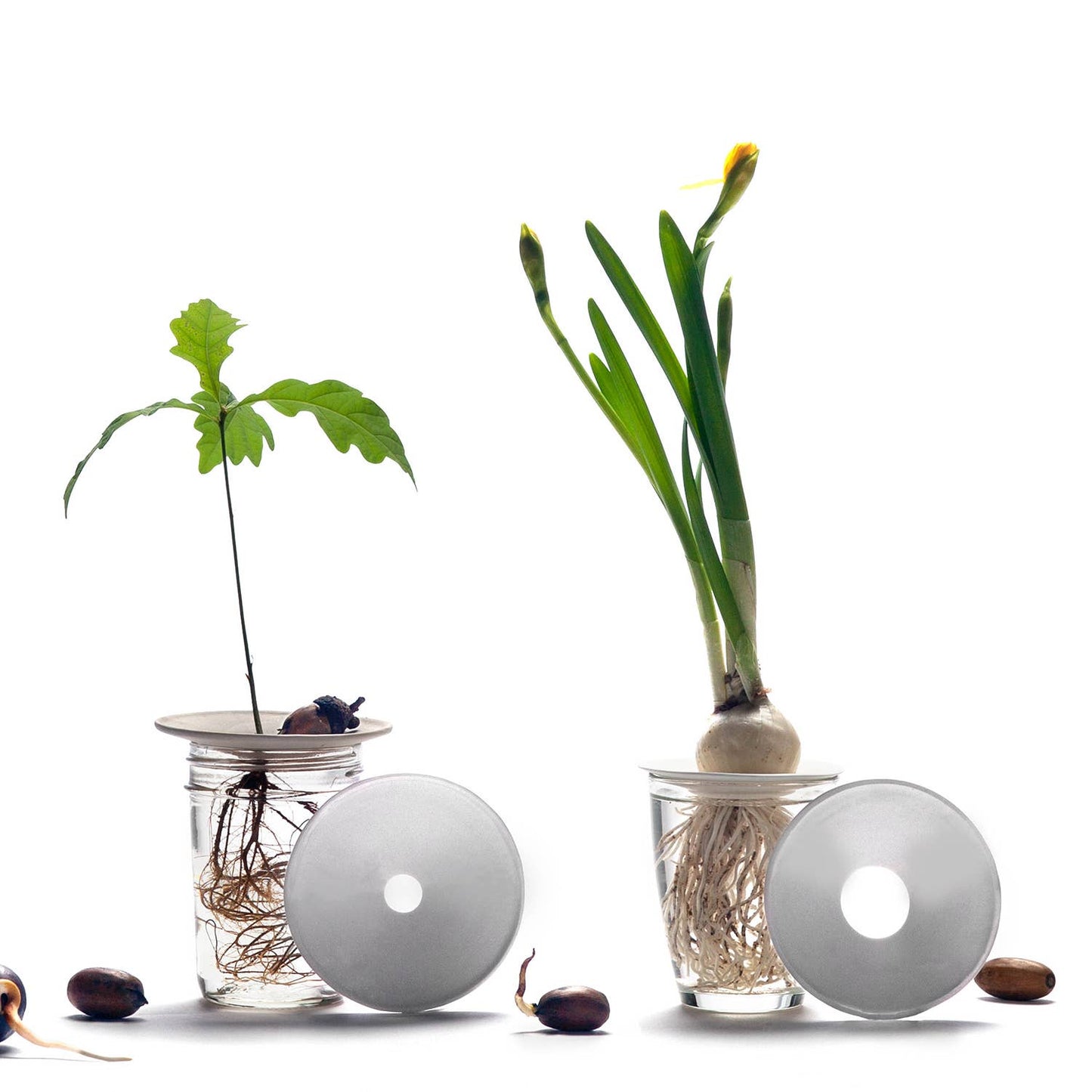 Deluxe Gift Box – Germination & Propagation in water