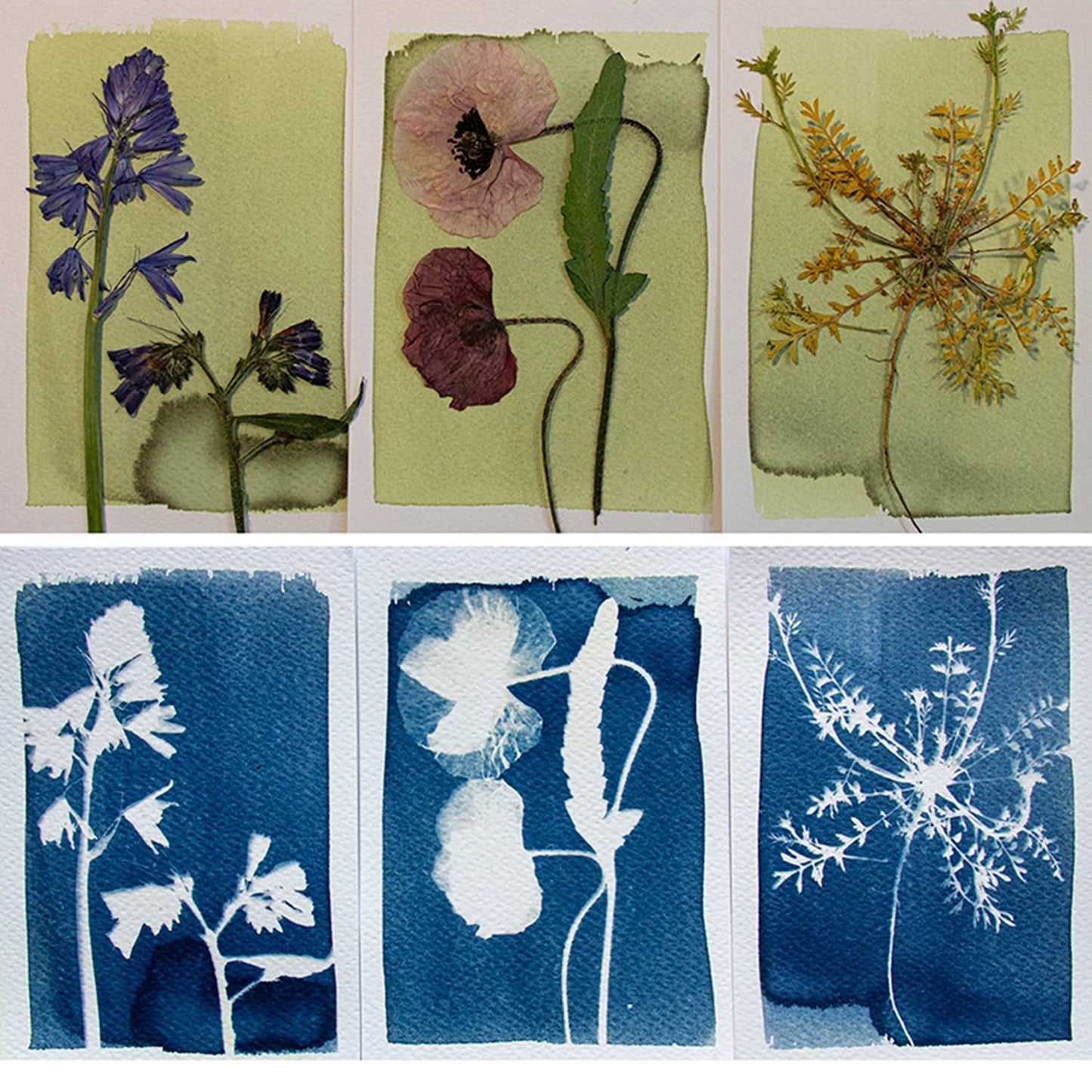 Cyanotype Kit – DIY kit to make your own blueprints