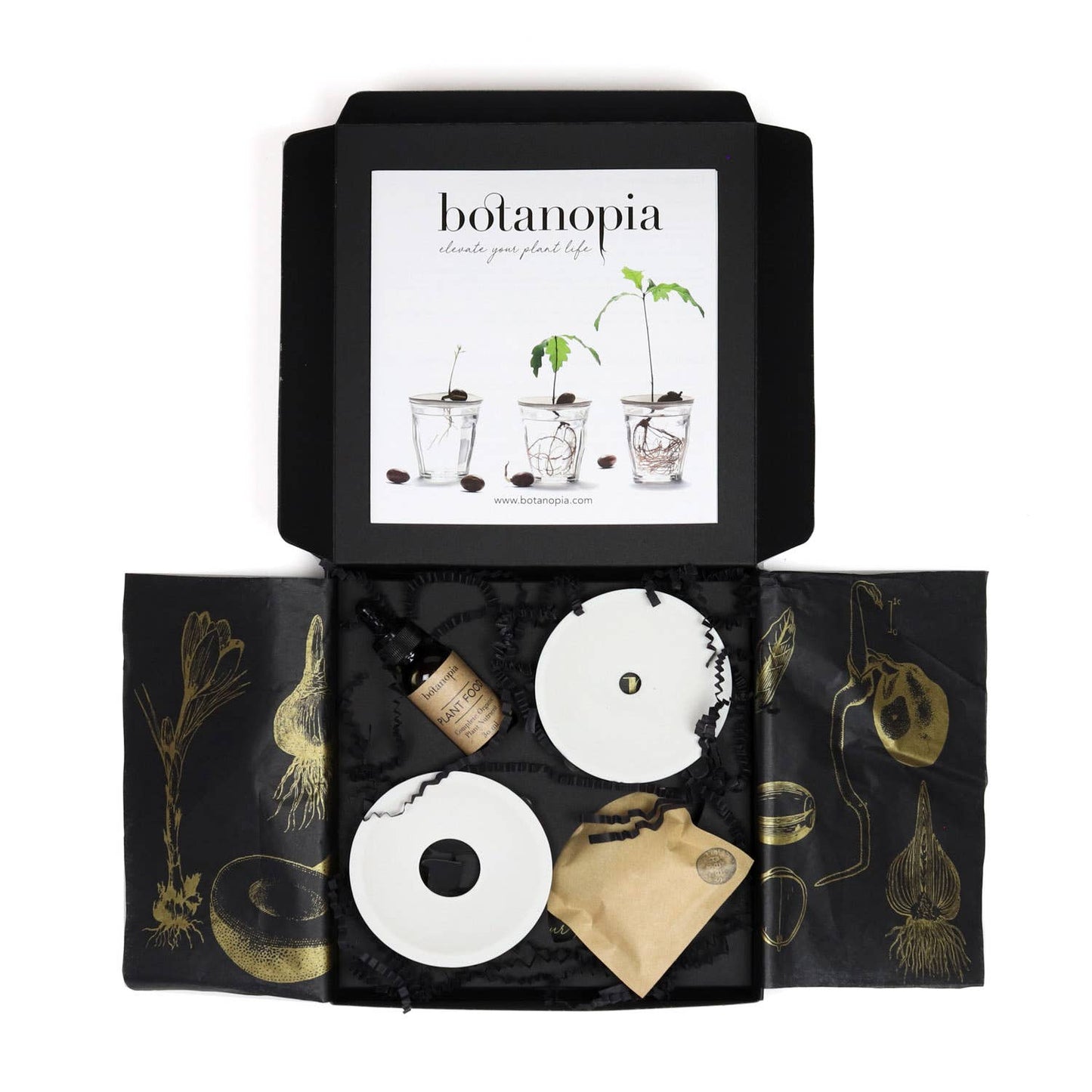 Deluxe Gift Box – Germination & Propagation in water