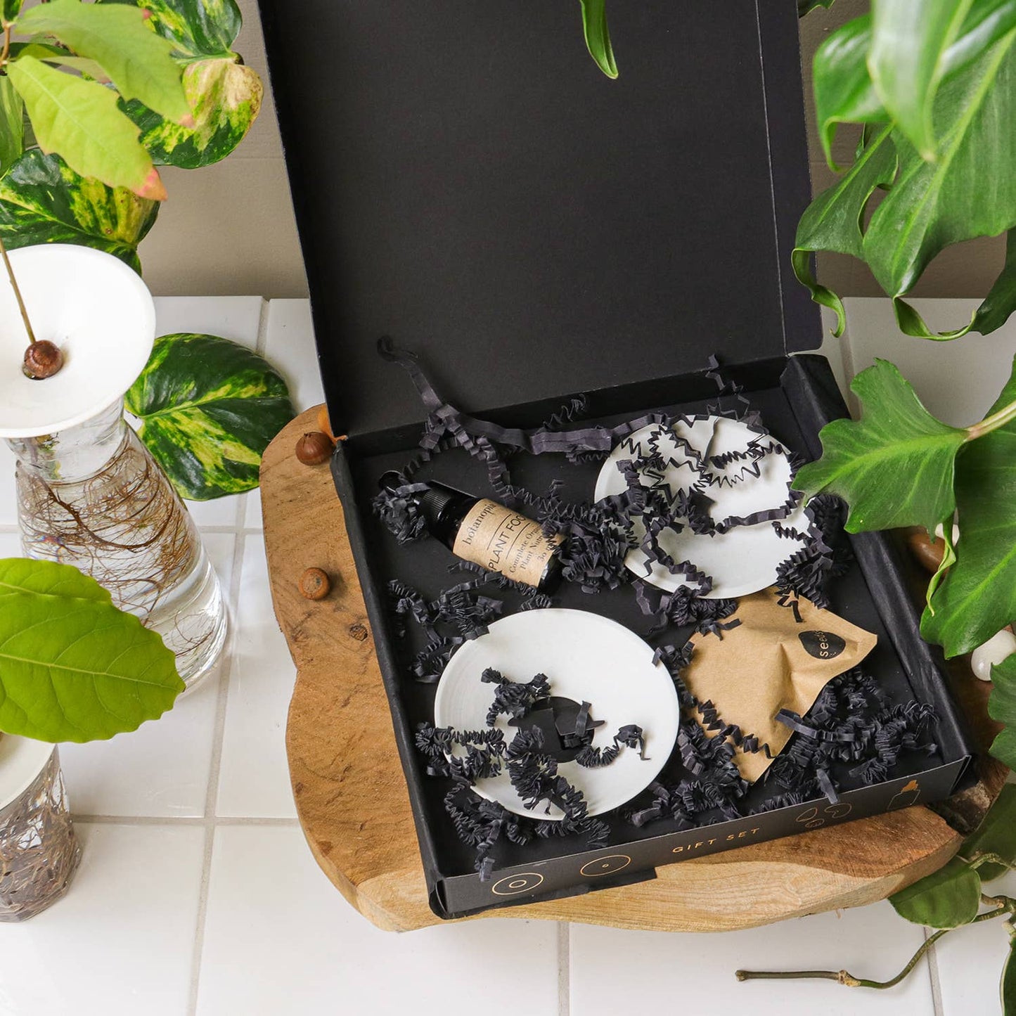 Deluxe Gift Box – Germination & Propagation in water