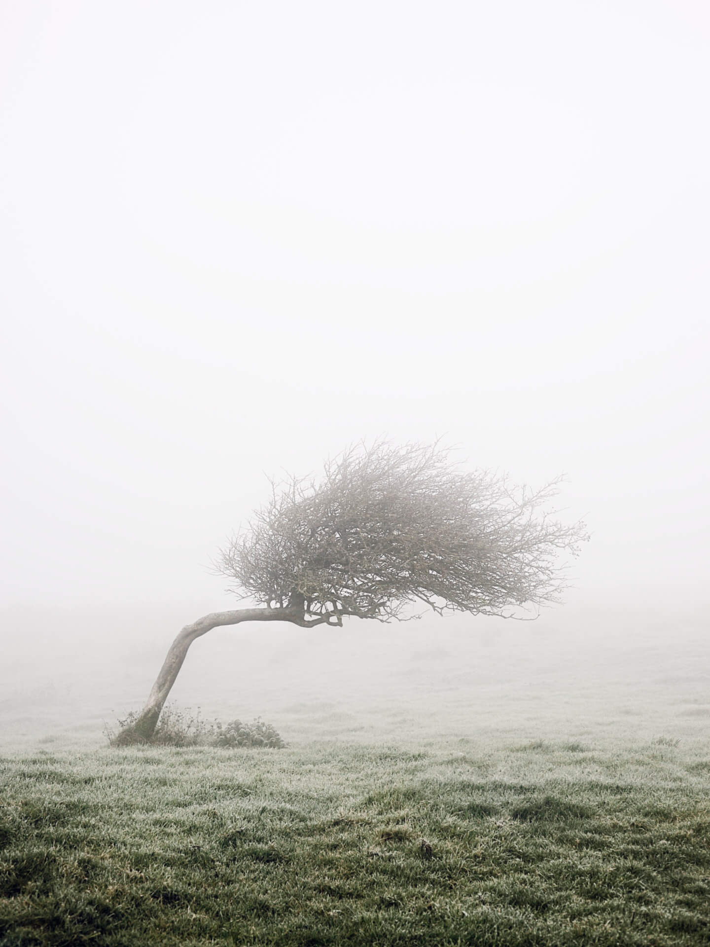 Aled Owen-Thomas "Sceach Cheal Sceirdiúil" Limited Edition Print