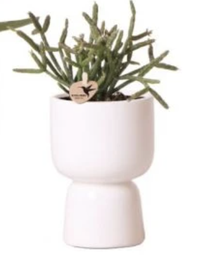 White Trophy Plant Pot - Kolibri